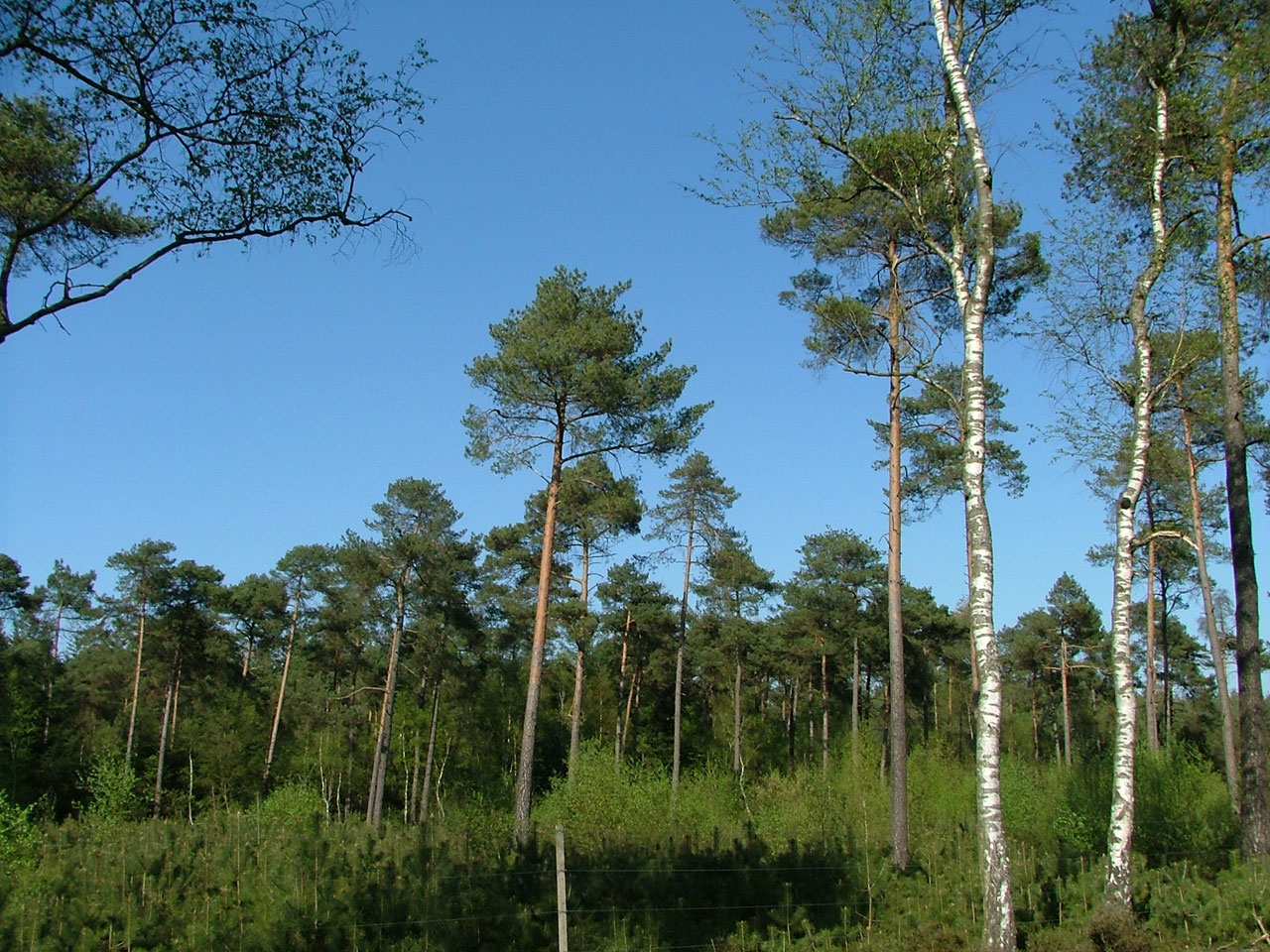 forest tree nature free photo