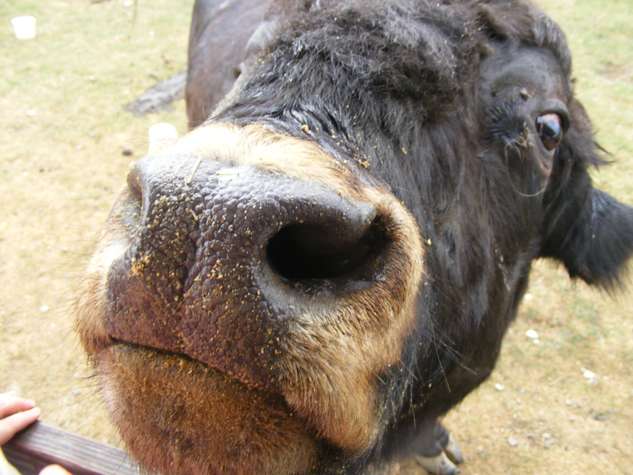 cow bull nose free photo
