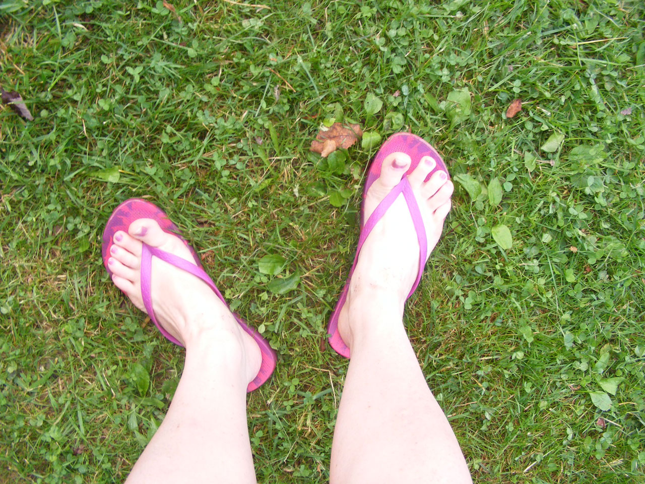 sandals flip flops free photo
