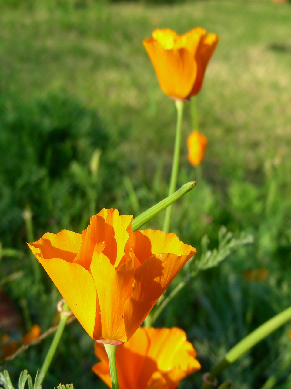 california poppy poppies free photo