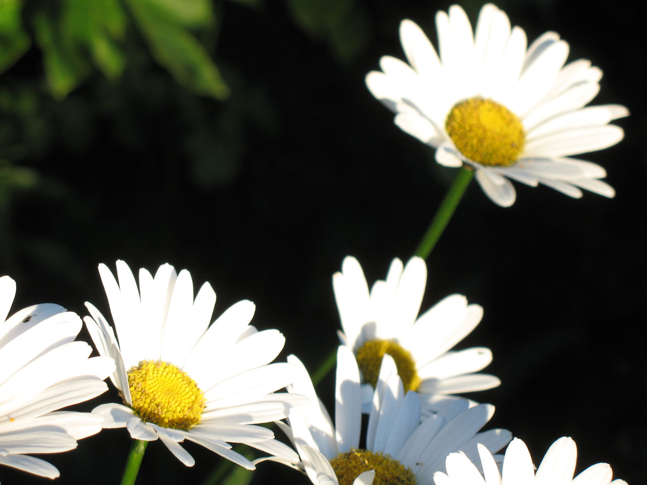 flower flora flowers free photo