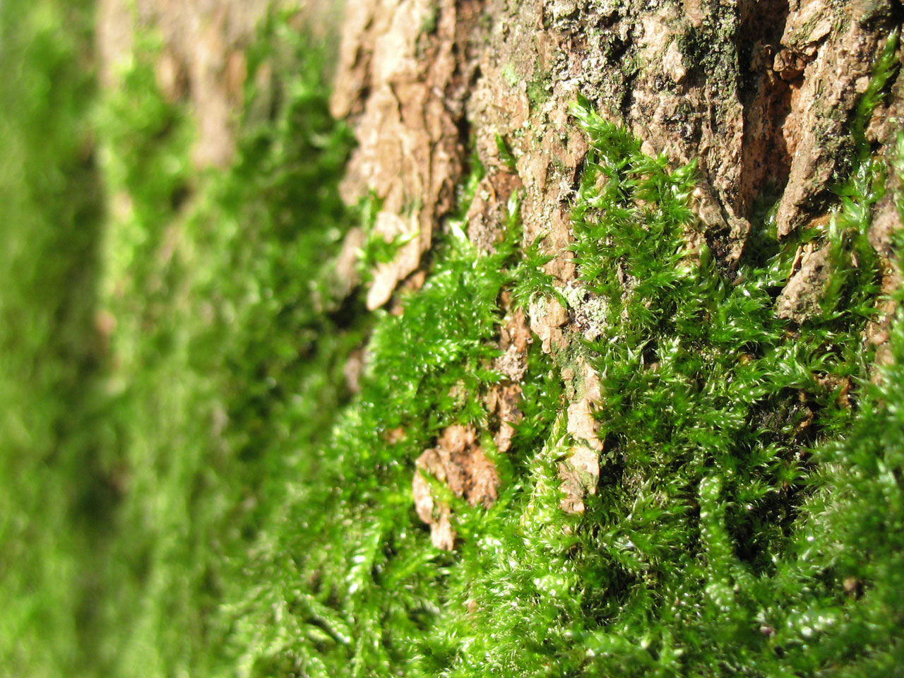 moss bark green free photo