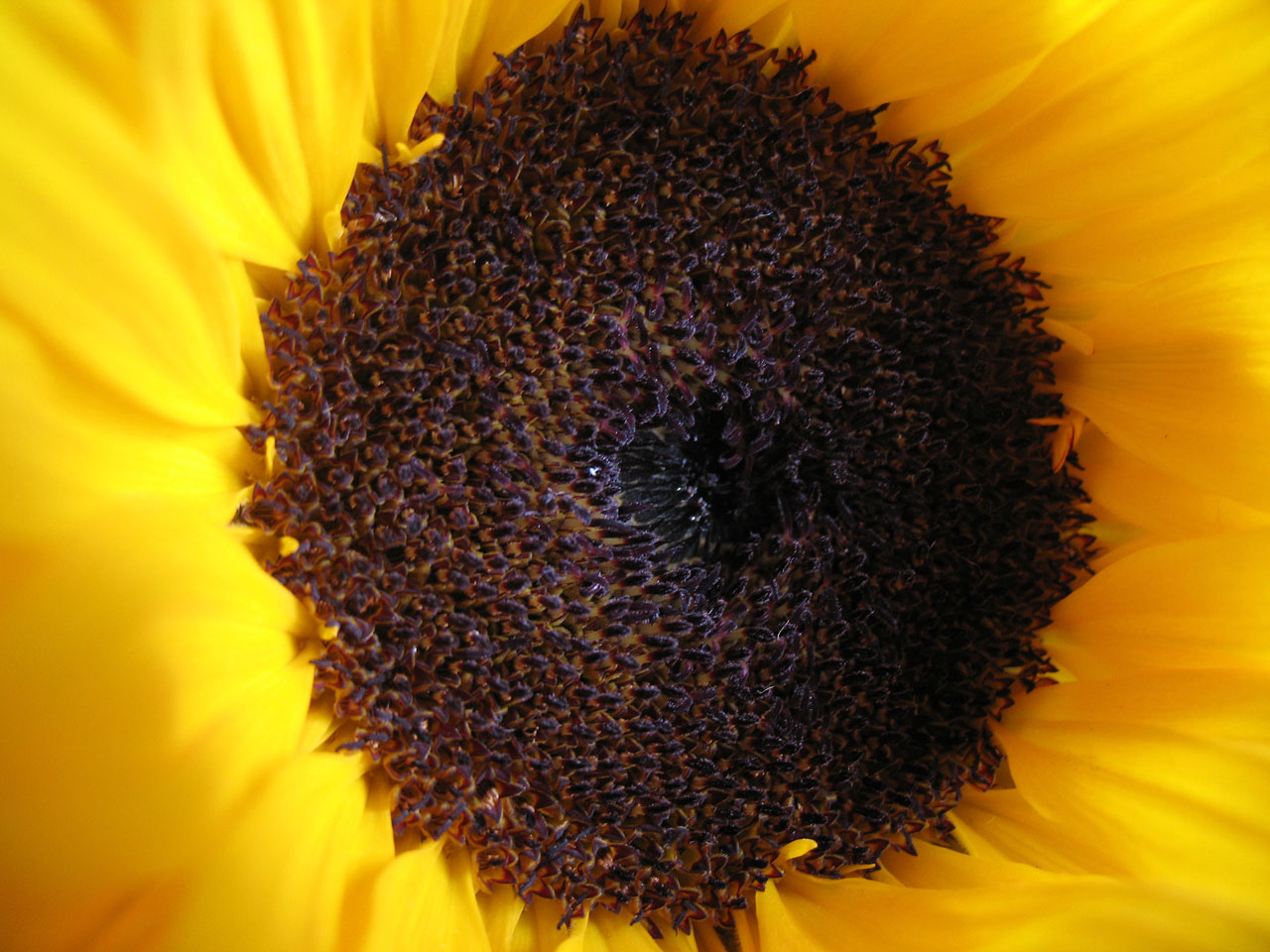 sunflower flower petal free photo