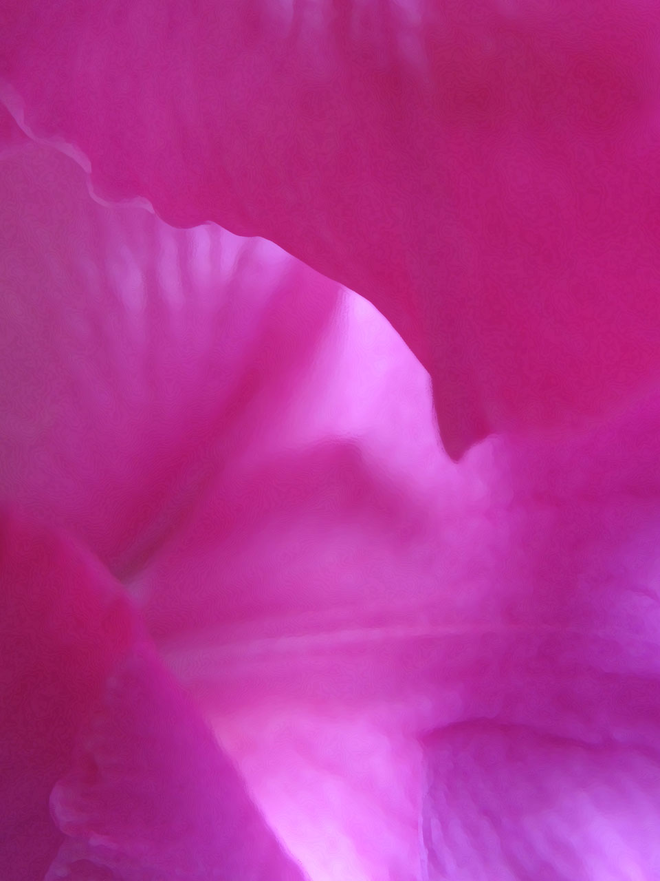 abstract background gladiolus free photo