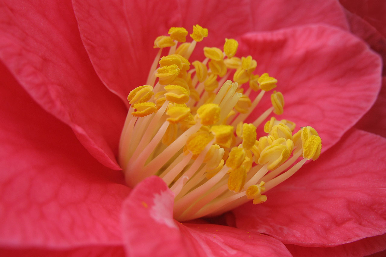 camellia flower petals free photo