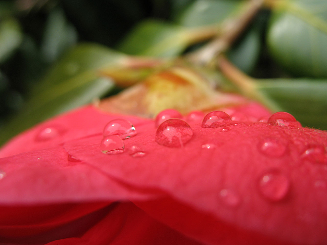 water drops flower free photo