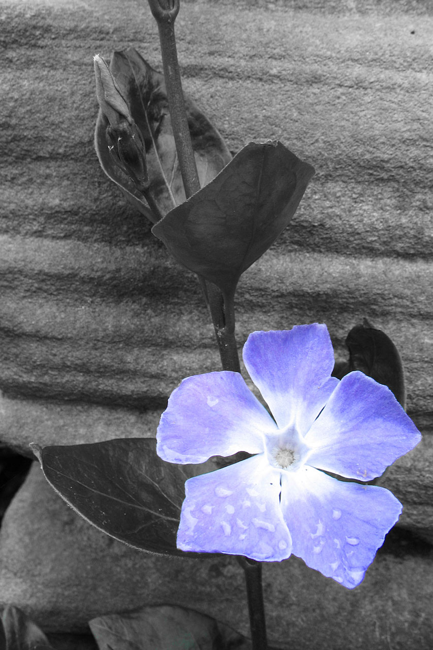 flower blue b&w free photo