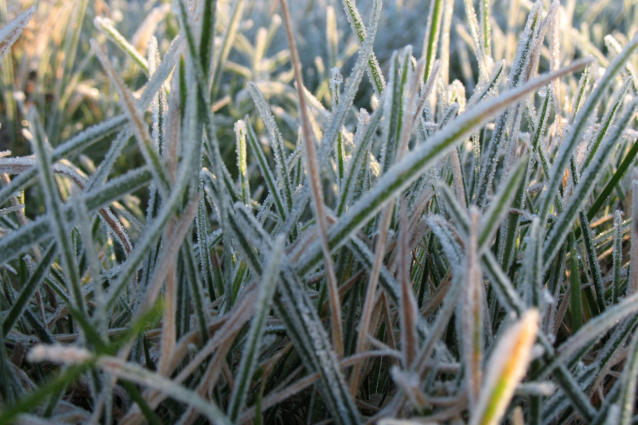frost cold grass free photo