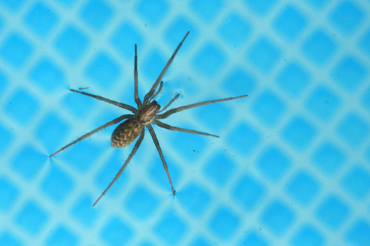 spider animal insect free photo