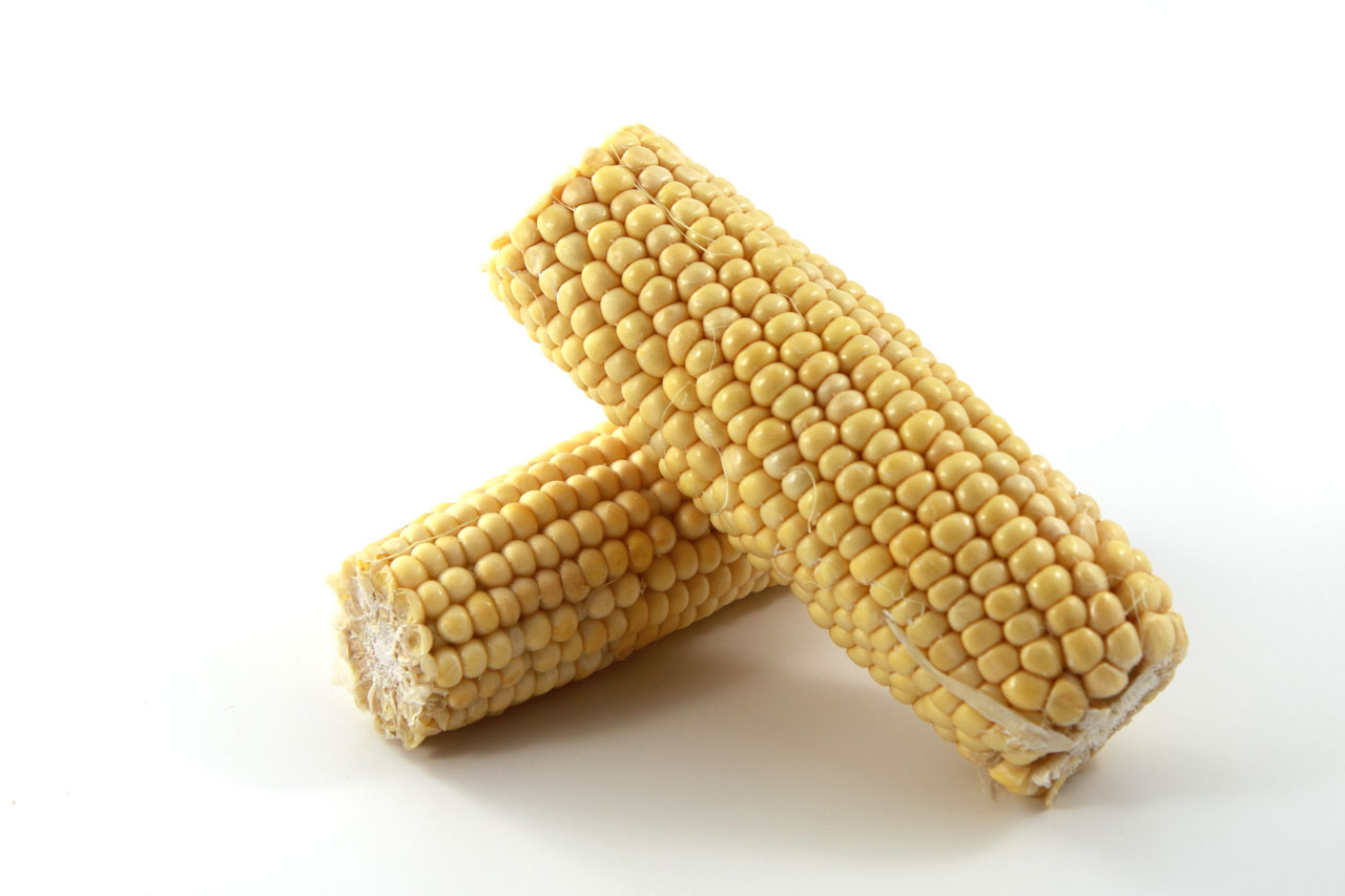 cereal corn crop free photo