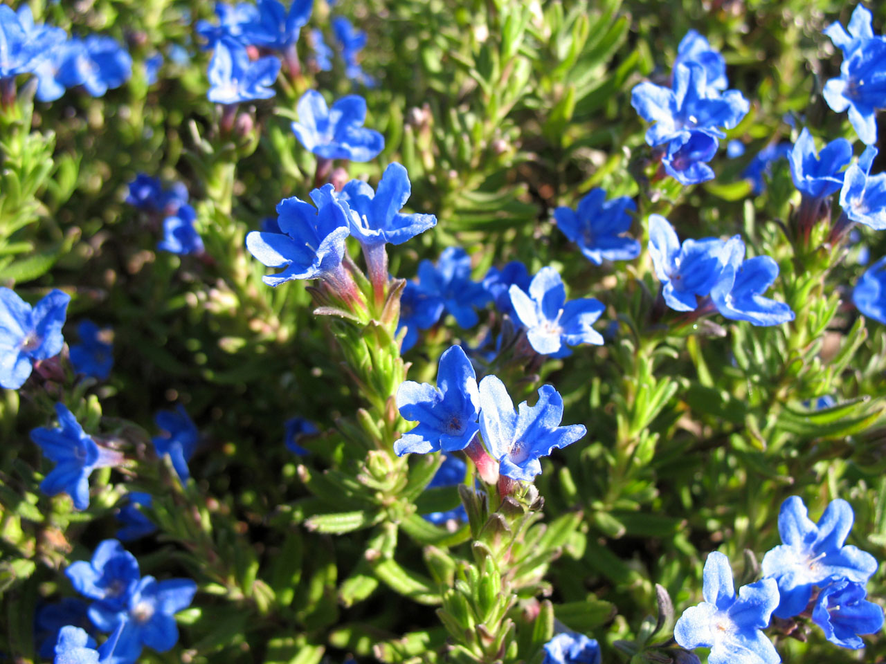bloom blue flora free photo