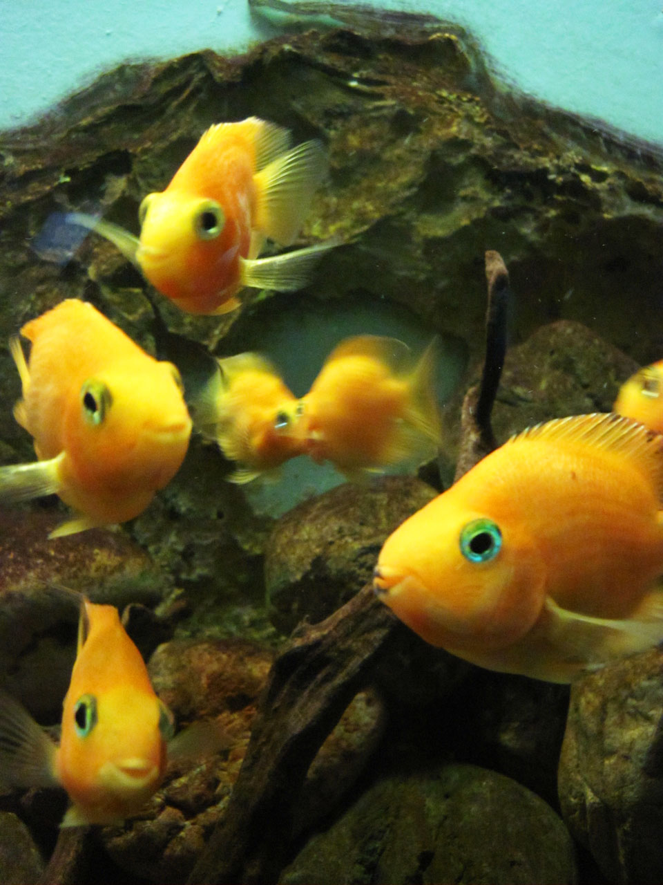 animal aquarium midas free photo