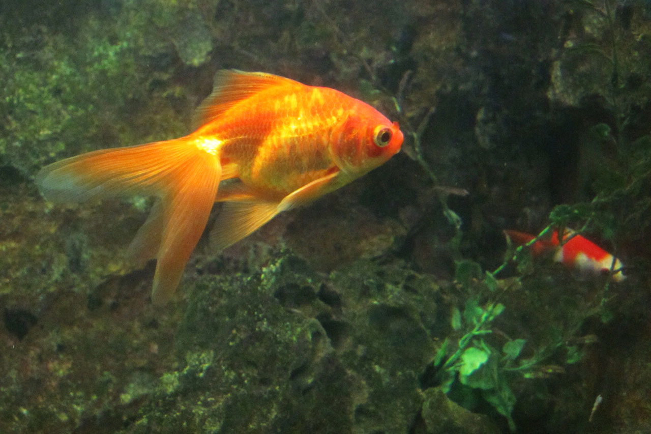 Золотые рыбы под водой