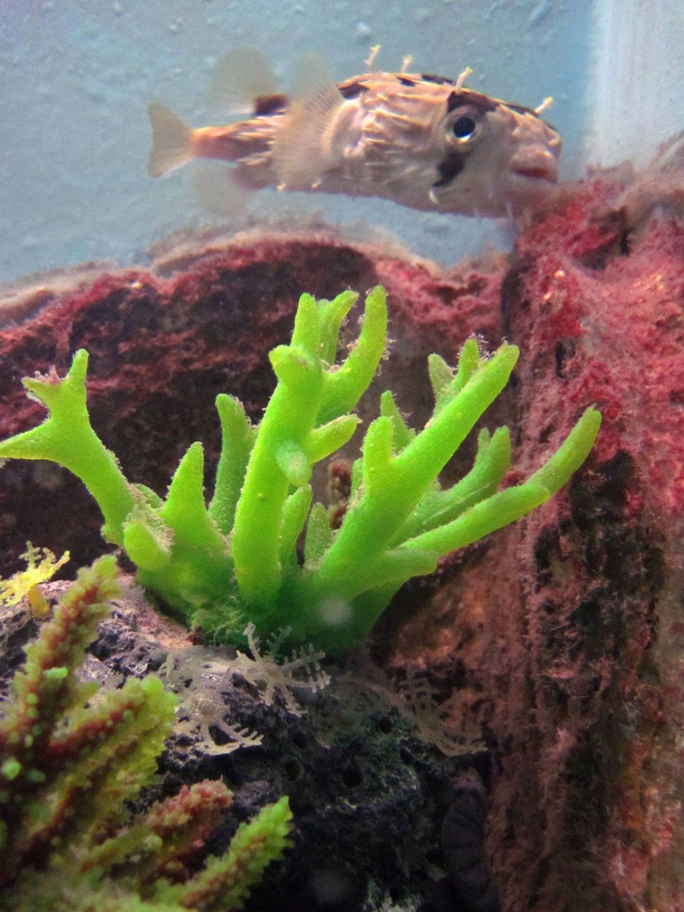 animal balloonfish creature free photo