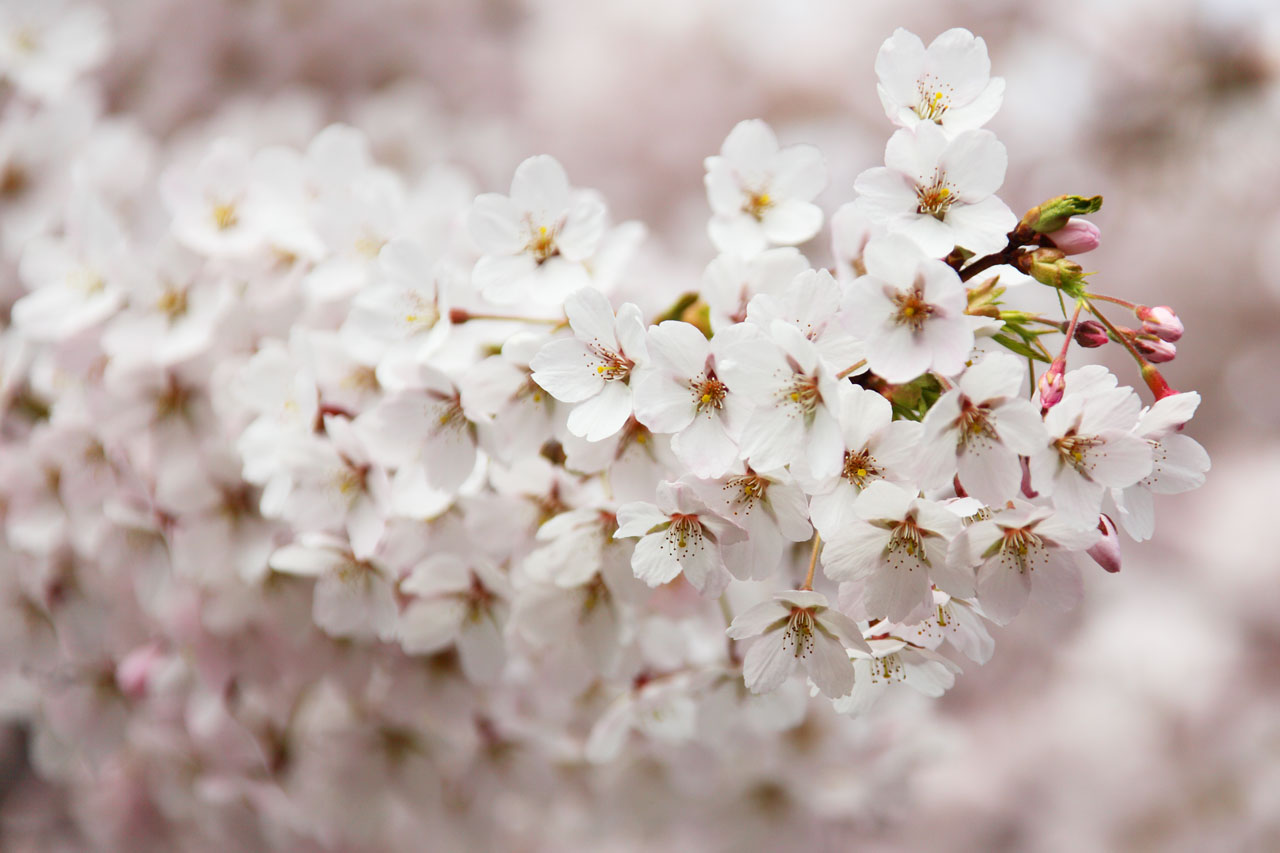 bloom blooming blossom free photo