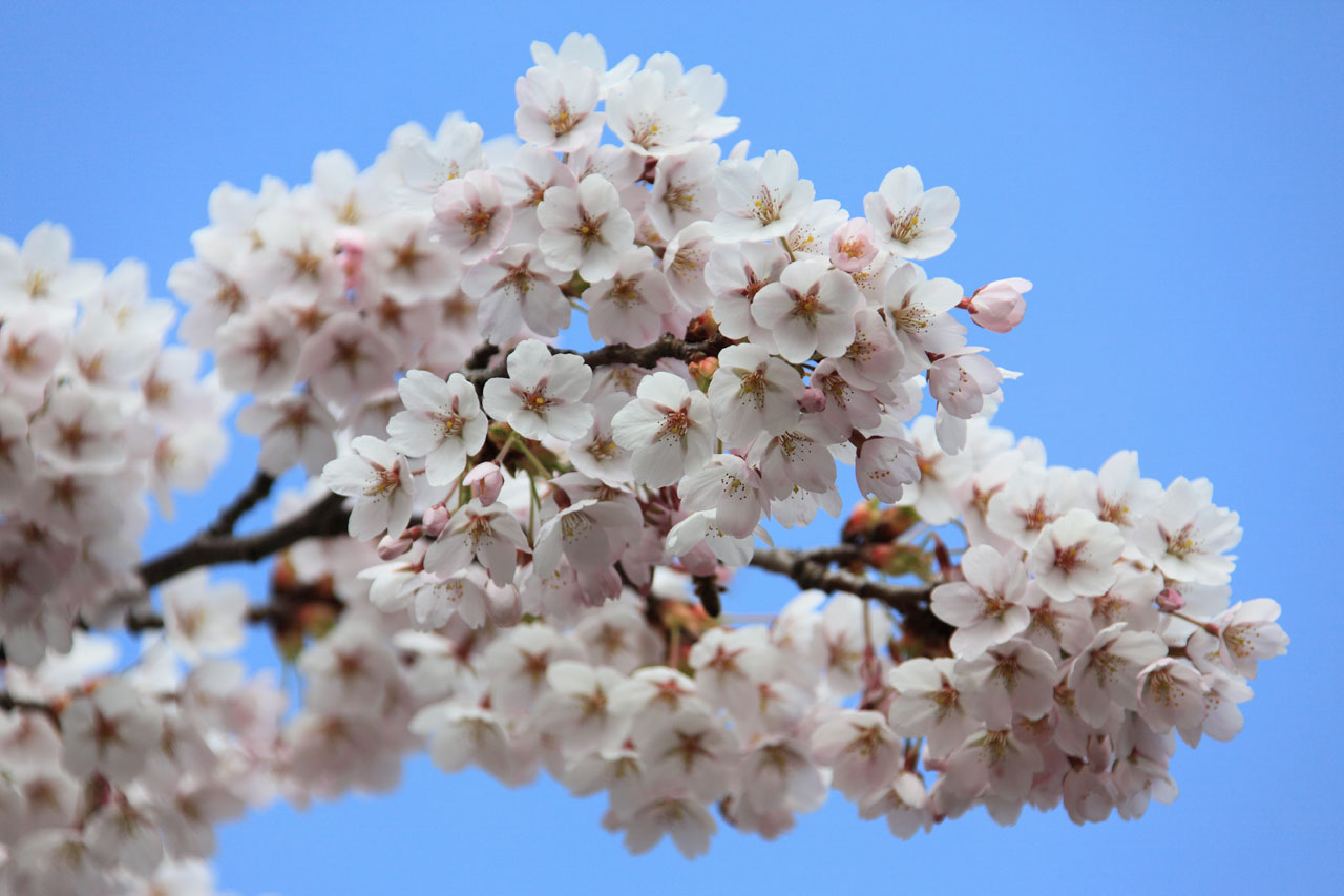 beautiful bloom blooming free photo