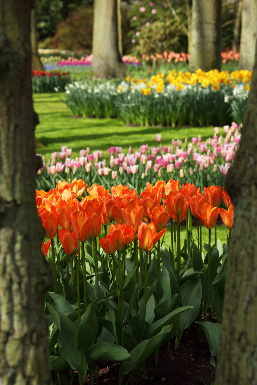 tulips tulip orange free photo