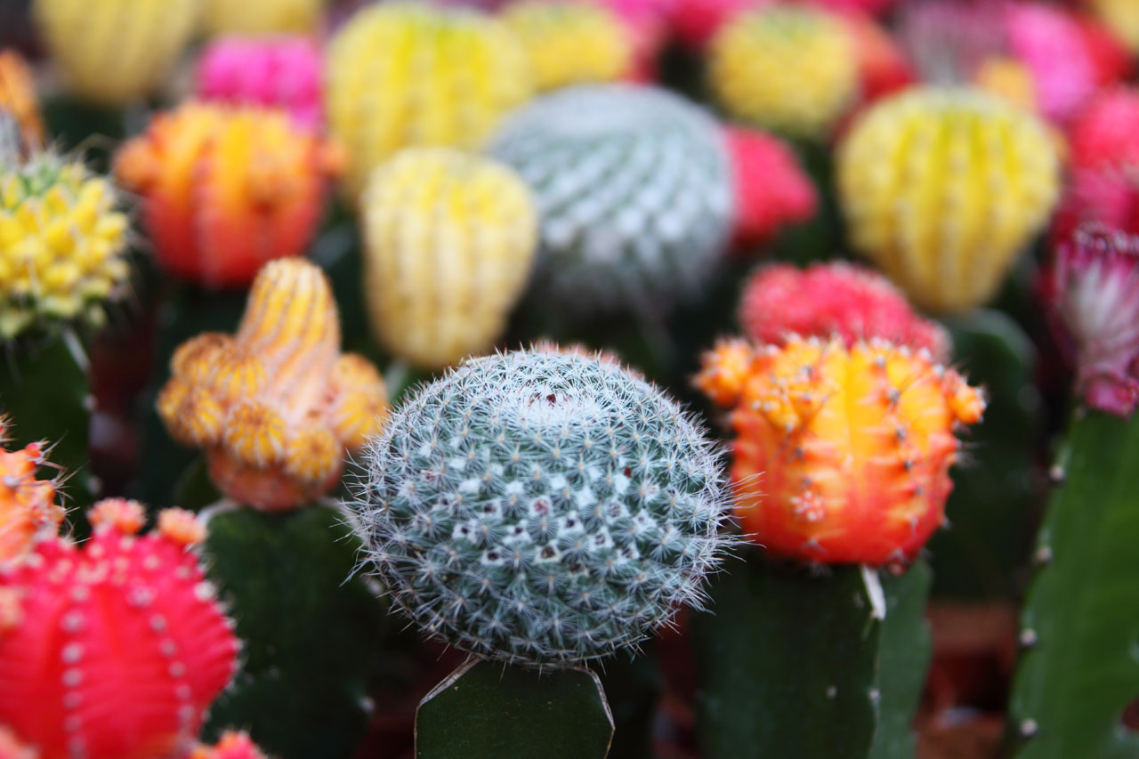 background beautiful cactus free photo