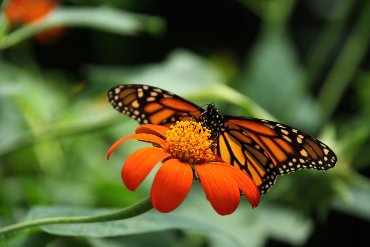 animal beautiful monarch free photo