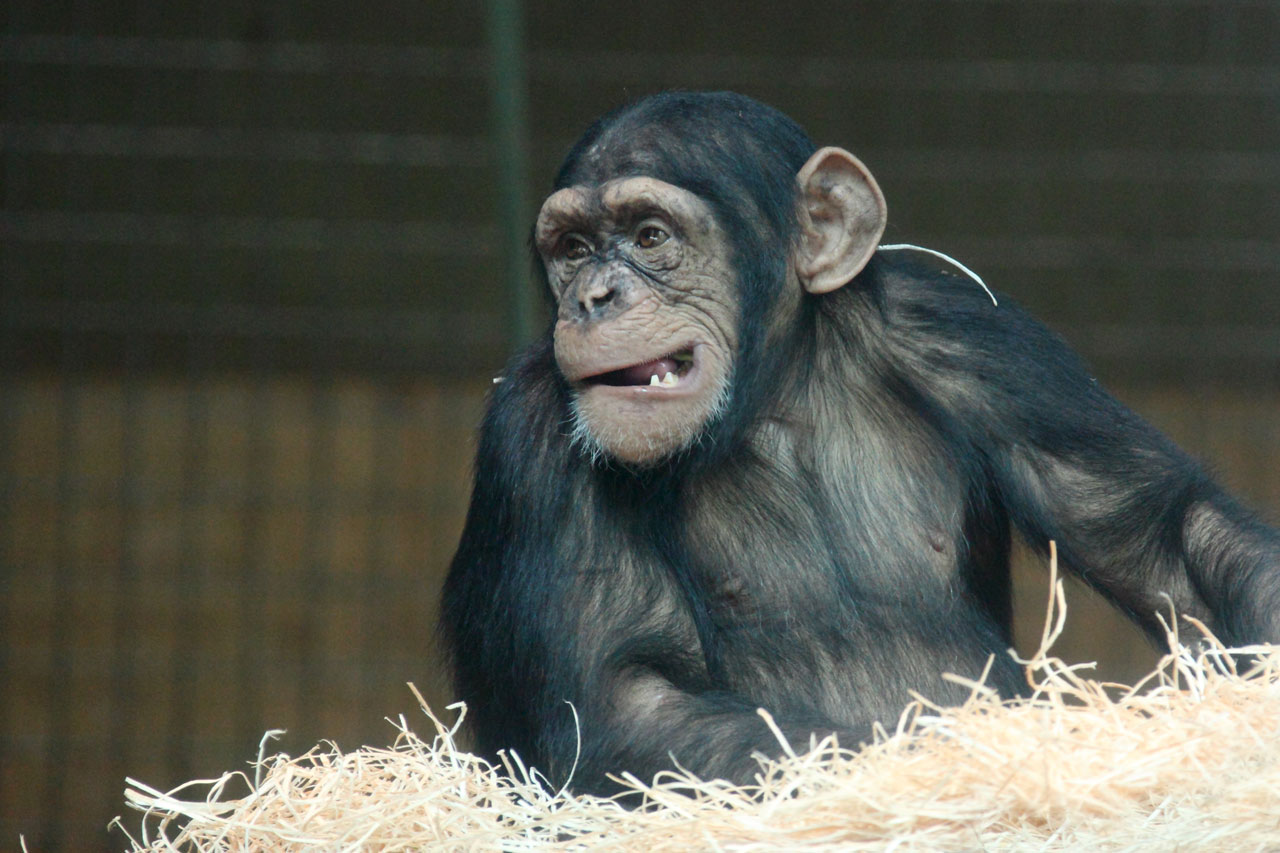 animal ape chimpanzee free photo