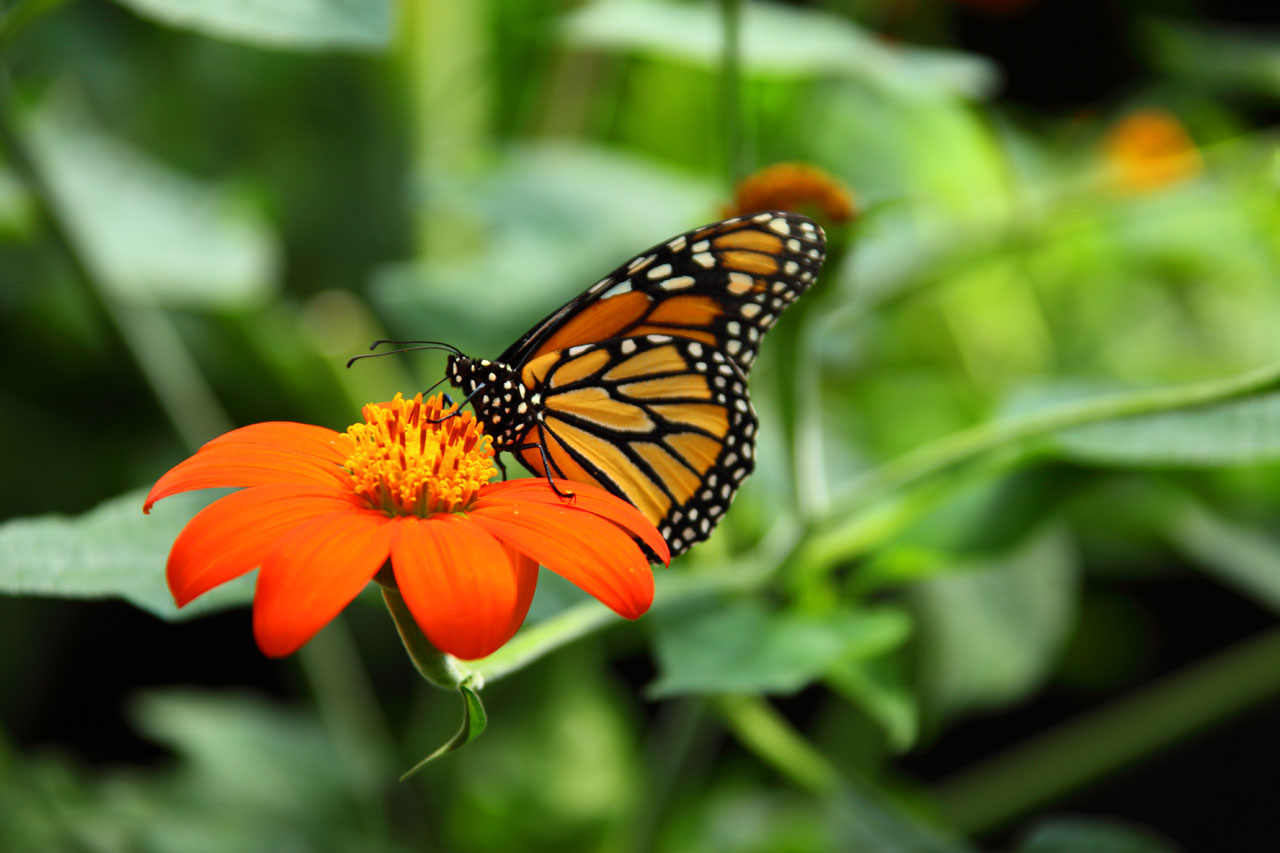 animal beautiful monarch free photo