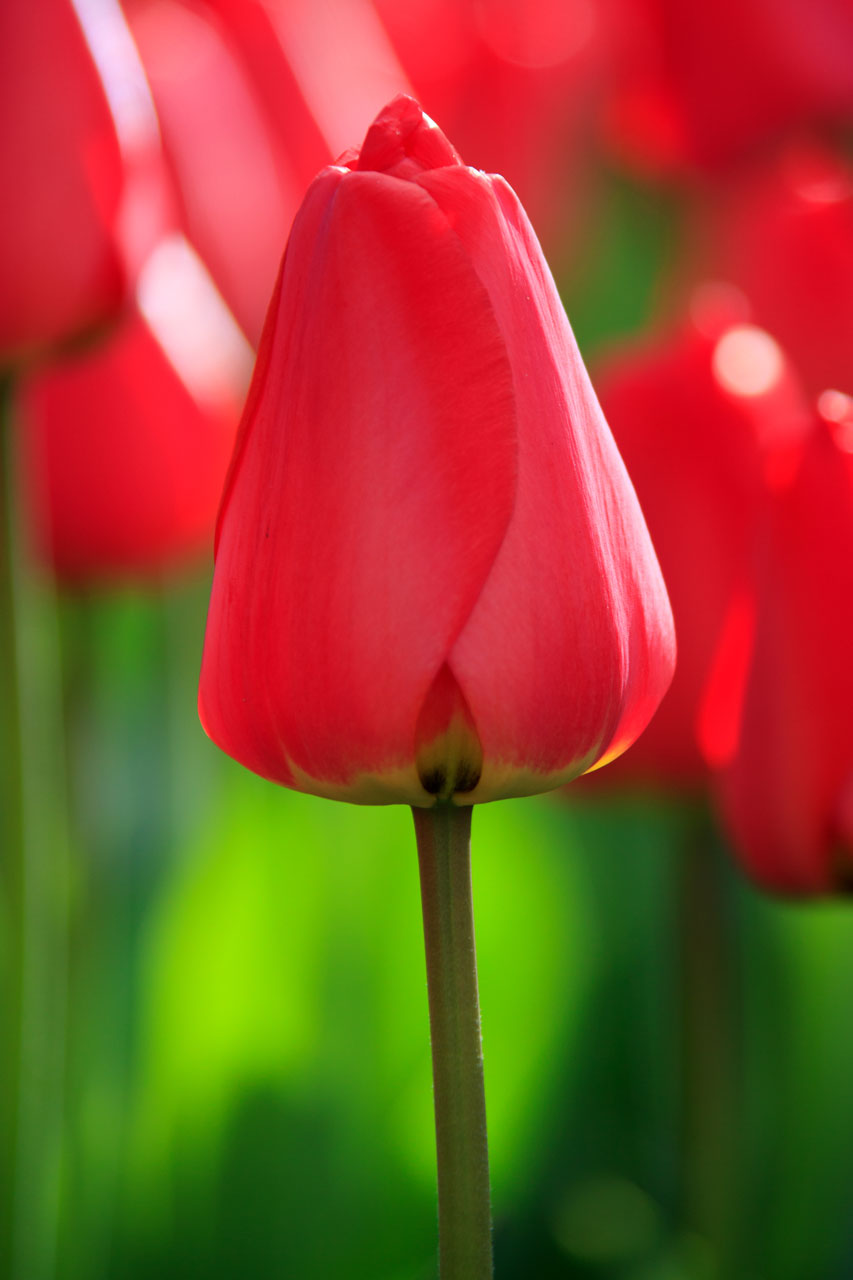 beauty bloom blossom free photo