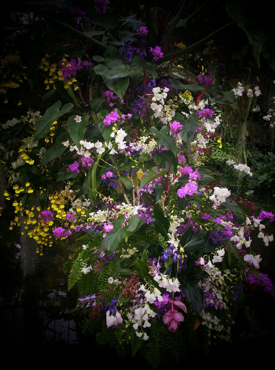 flowers colour petals free photo