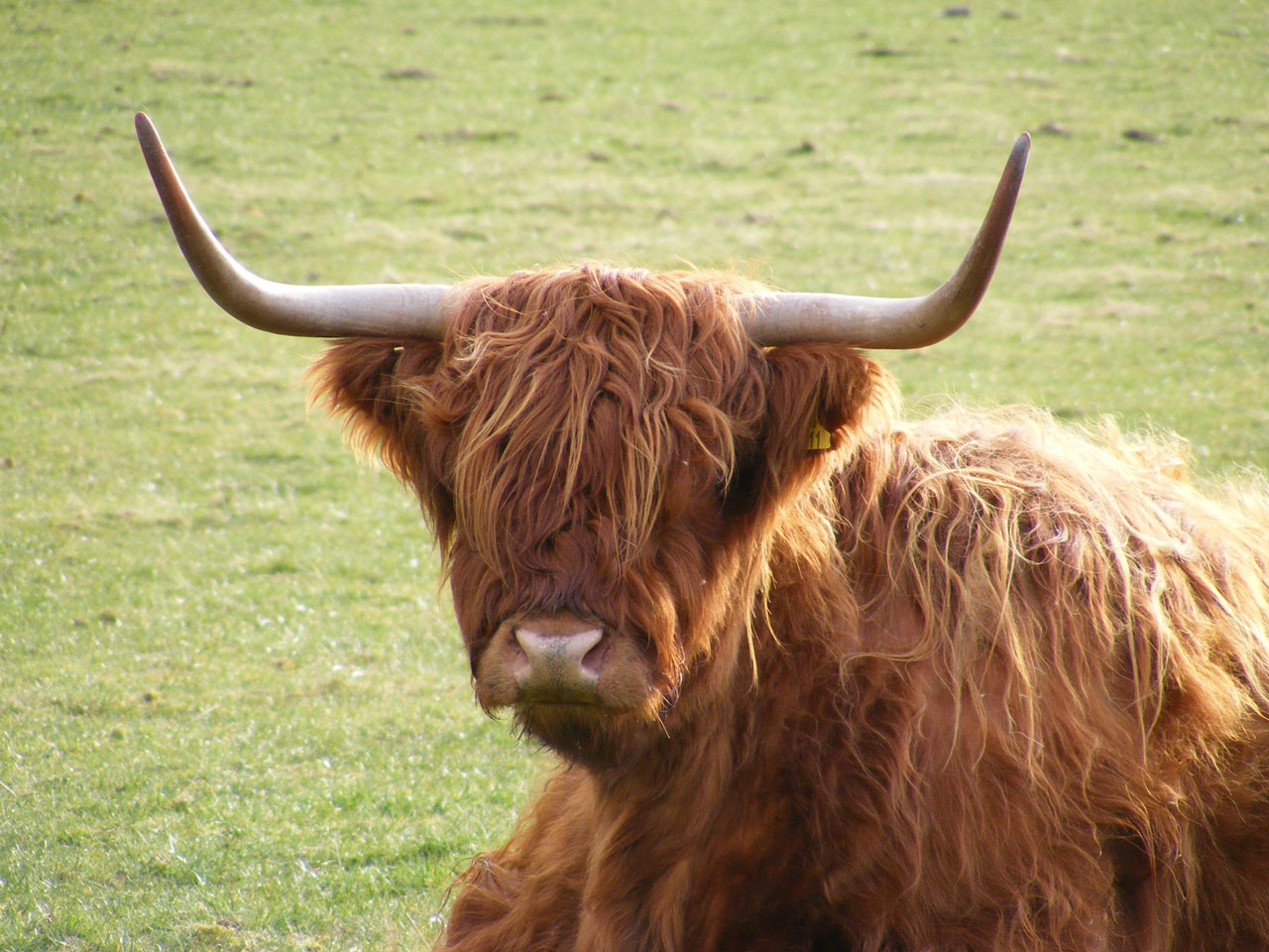 scotland cow highlands free photo