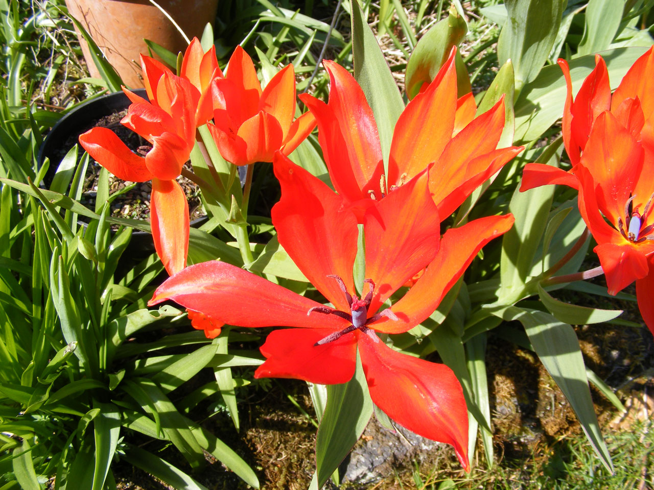 tulips flowers gardens free photo