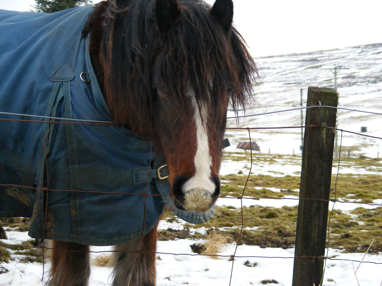 horse weather cold free photo