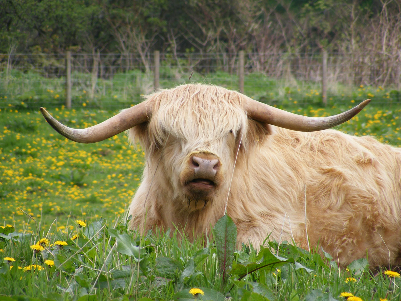 scotland cow landscape free photo