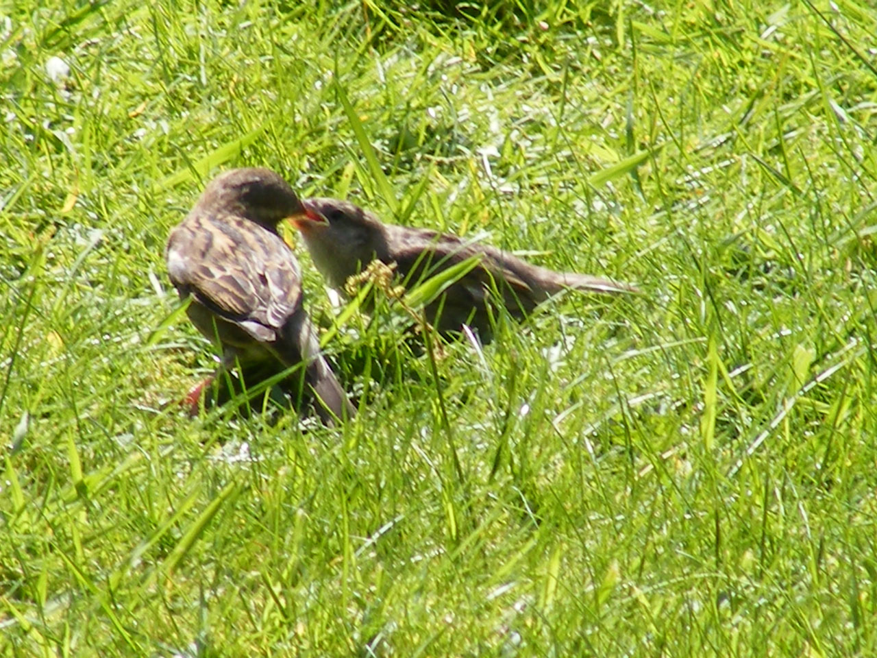 birds garden sparrow free photo