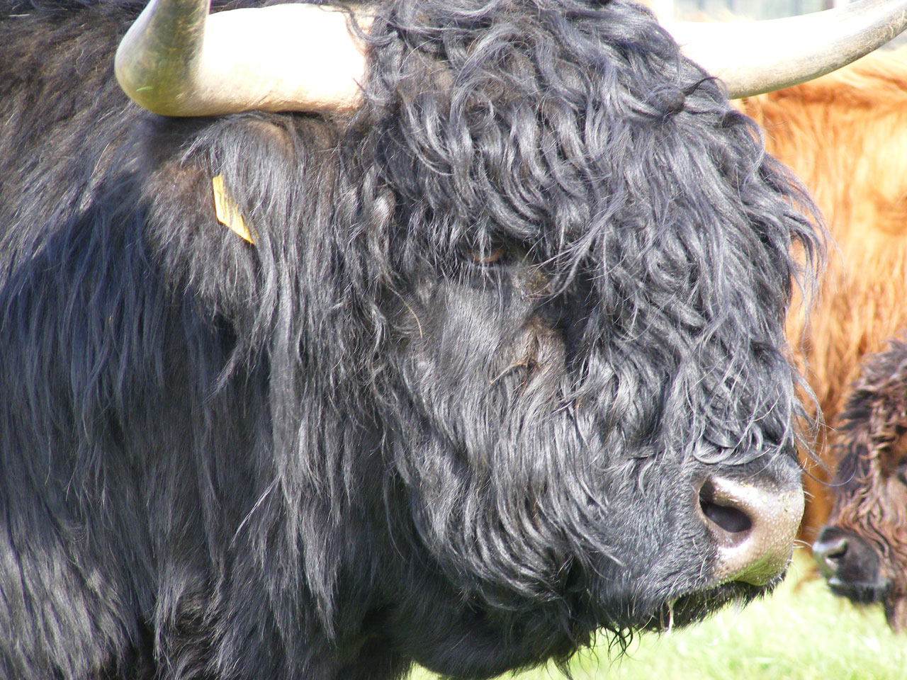 scotland cow highland free photo