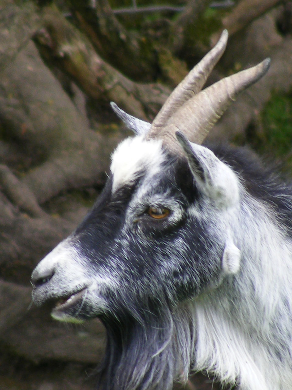goat farm horns free photo