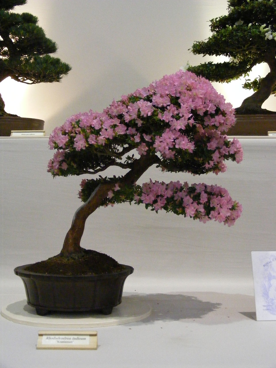 tree bonsai dwarf free photo