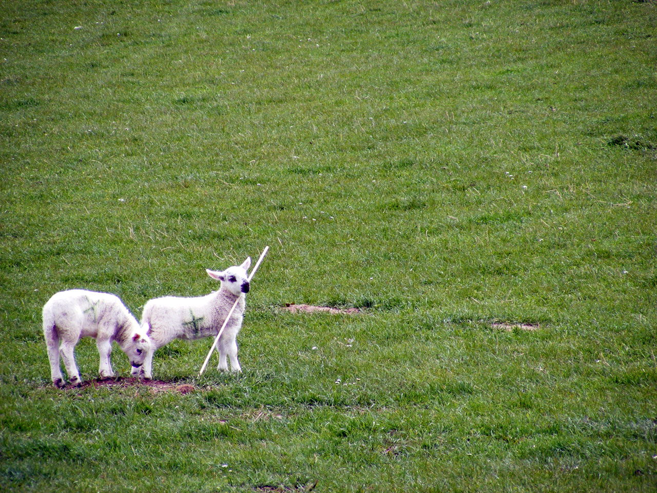 lamb sheep field free photo