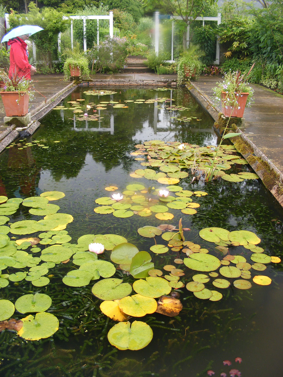 pond water lily free photo