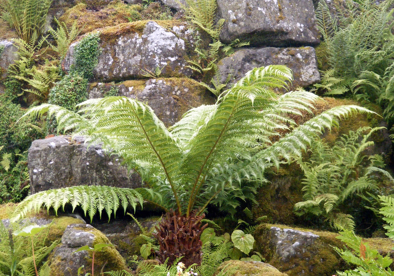 tree fern foliage free photo