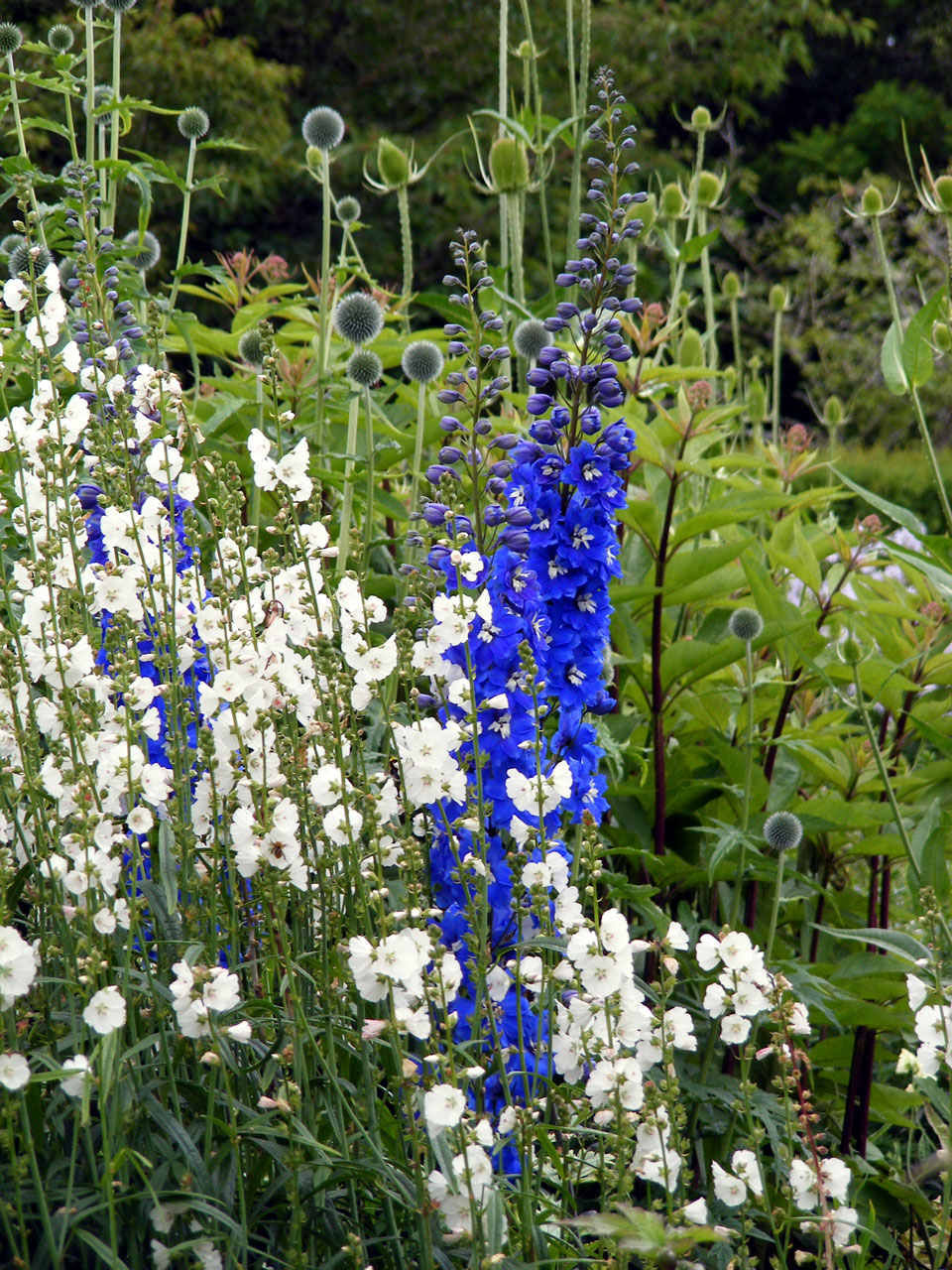 flowers blue garden free photo