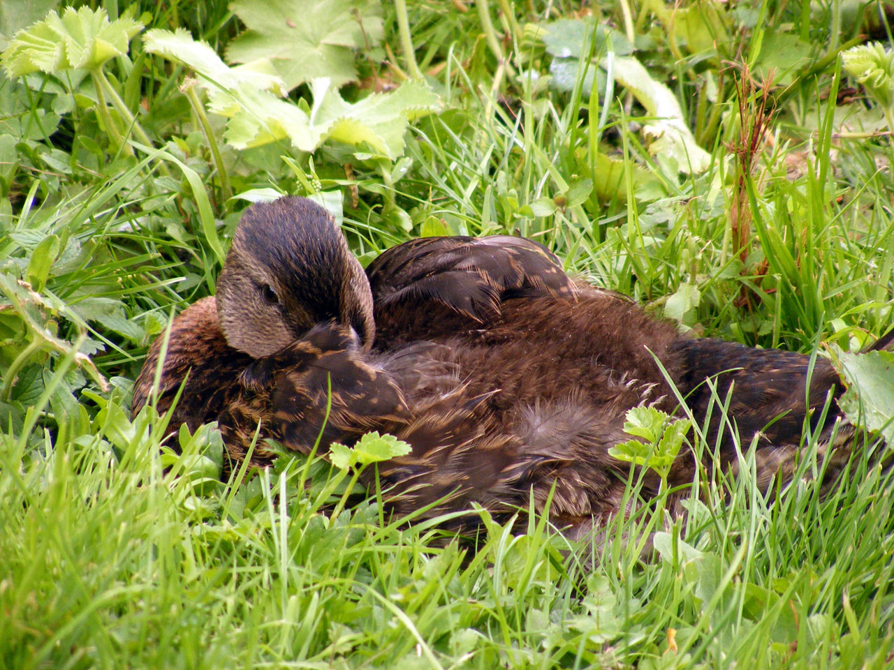 ducklink duck bird free photo