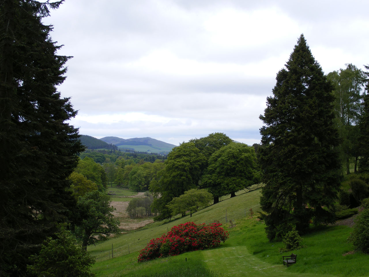 trees conifers nature free photo