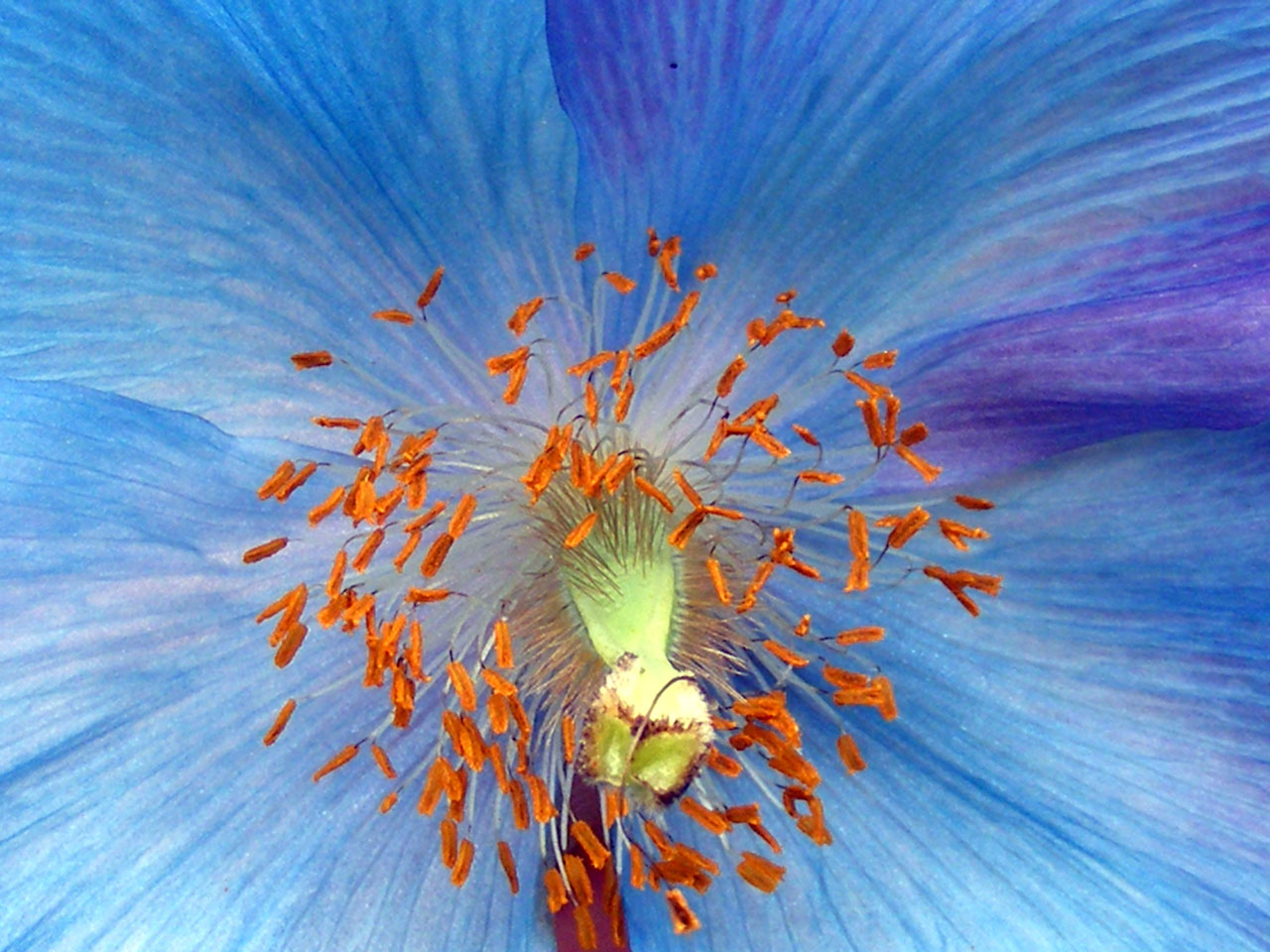 flower stamen blue free photo