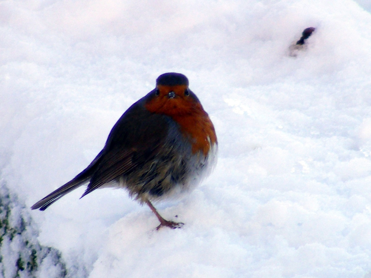 winter bird christmas free photo