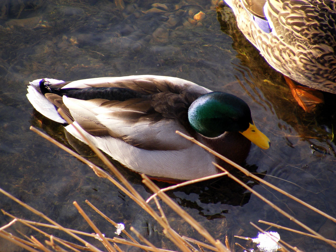 duck bird river free photo