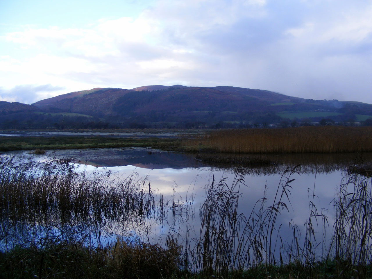 water reeds hills free photo