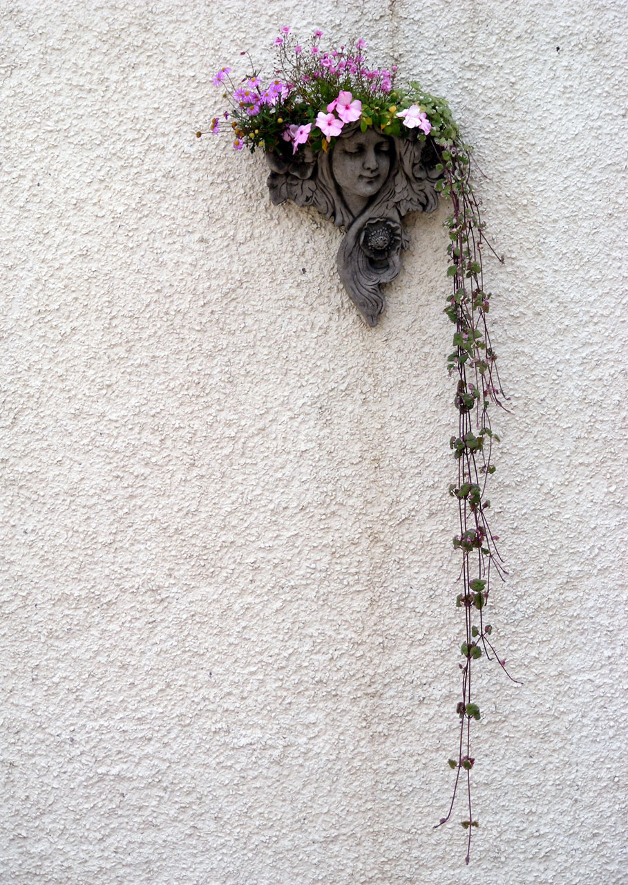 wall flowers plants free photo