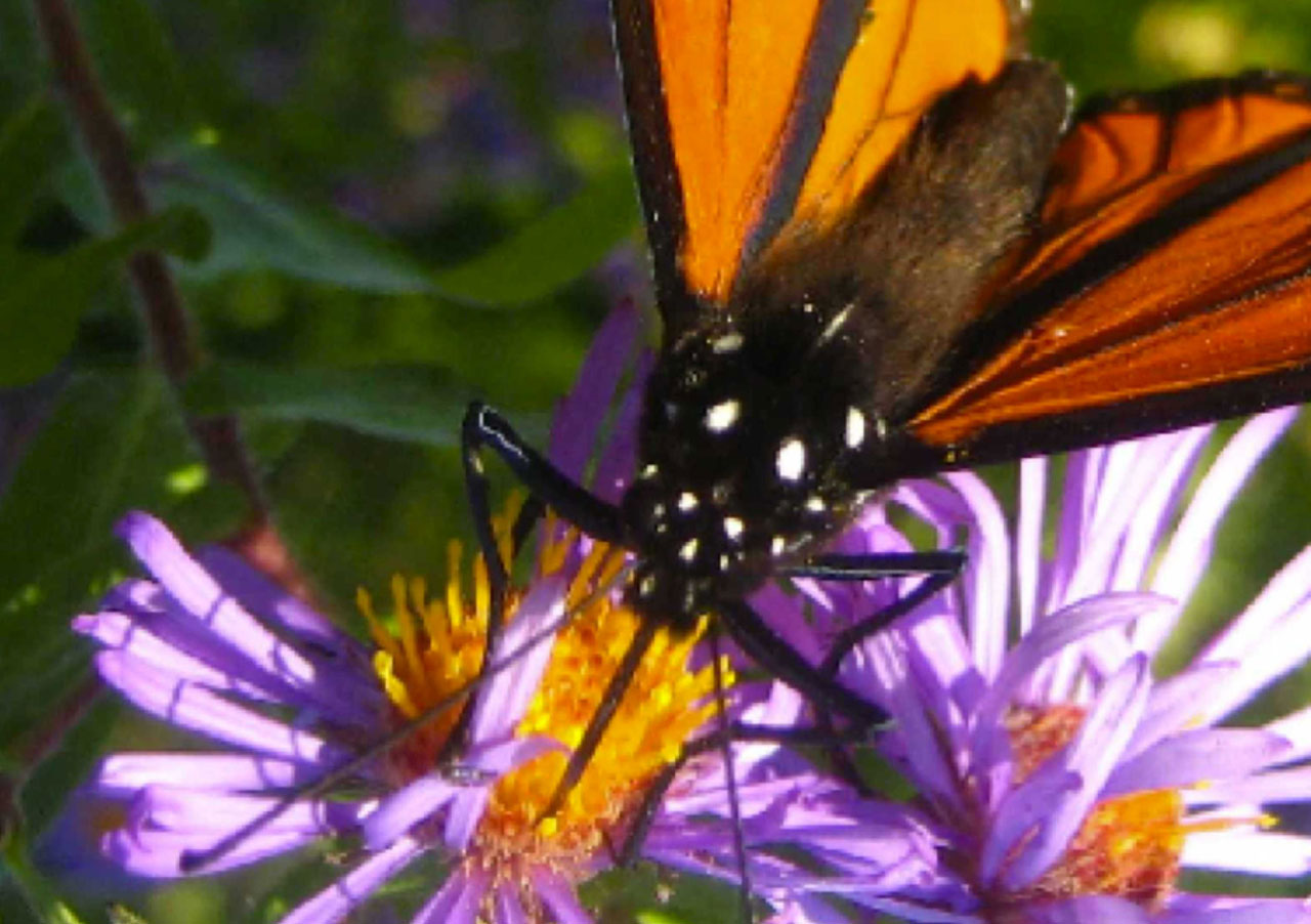 monarch butterfly animal free photo