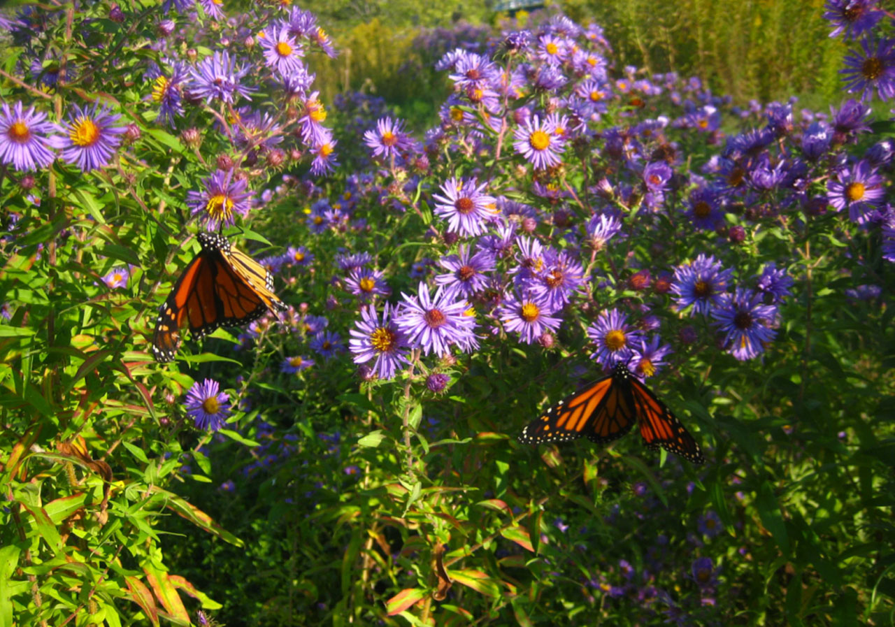 monarch butterfly animal free photo