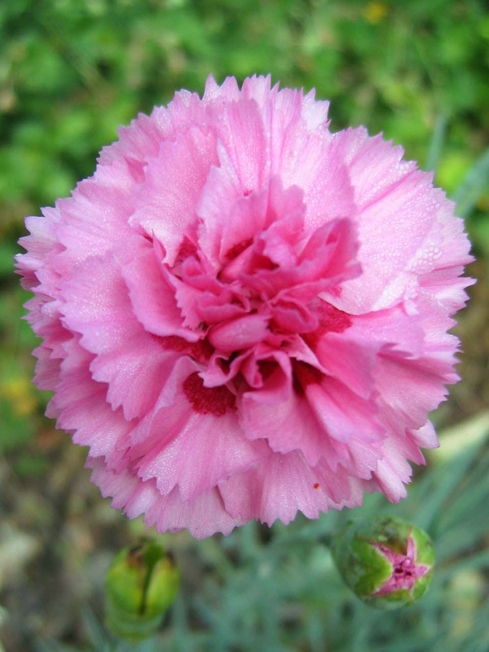 pink carnation flowers free photo