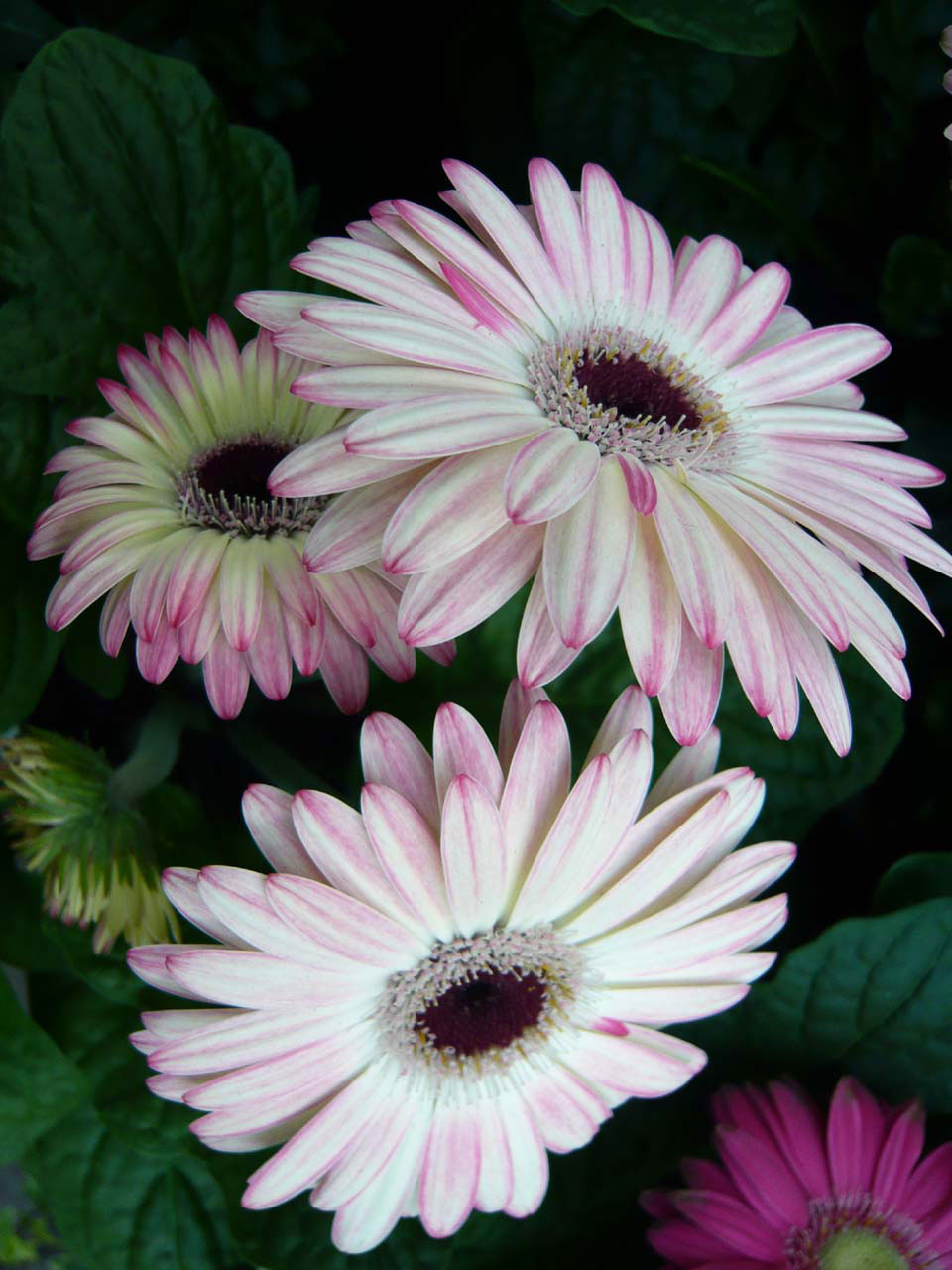 pink white flower free photo